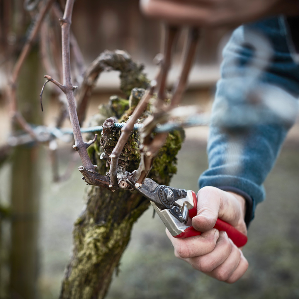 riesling-sylvaner malans Produktbild